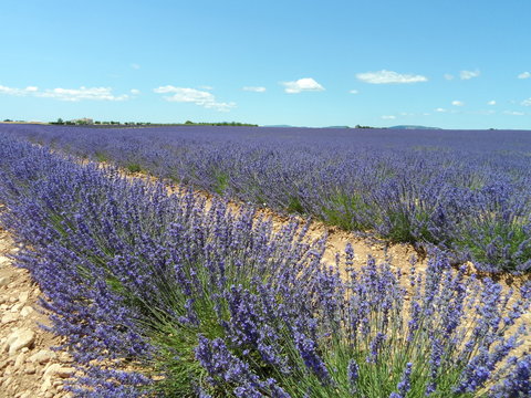 provence
