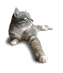 Cat lies (front view)