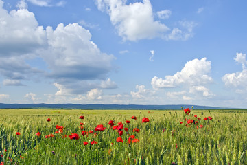 Wheat field