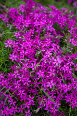 Purple flowers