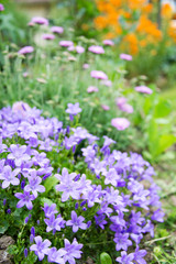 Massif de campanules dans un jardin
