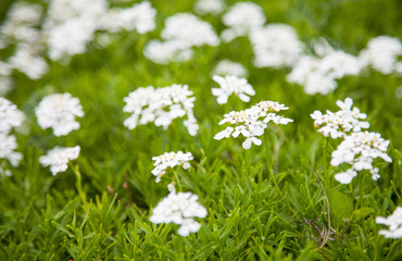 White flowers