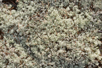 Reindeer moss