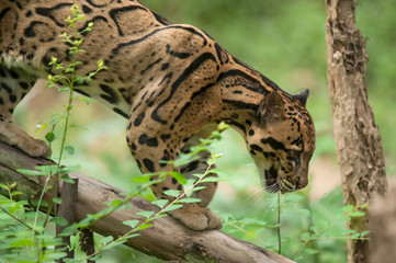 Fototapeta premium Portrait of Beautiful Clouded Leopard (Neofelis Nebulosa)