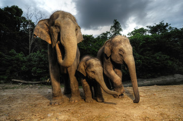 Fototapeta na wymiar The Asian elephant