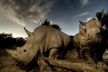 Fototapeta premium White rhinoceros