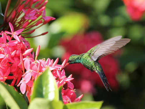 Emerald Hummingbird in Roatan