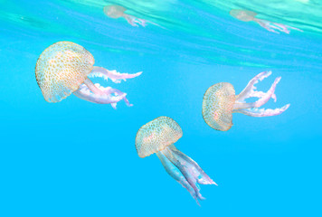 Dangerous jellyfish The Mauve Stinger (Pelagia noctiluca).