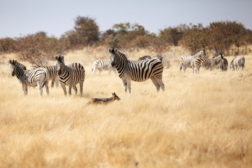 Naklejka na ściany i meble group of zebras in the national park of Namibia