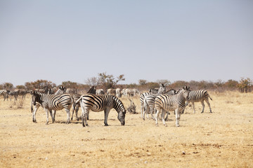 Fototapeta na wymiar Grupa zebry w parku narodowym Namibii