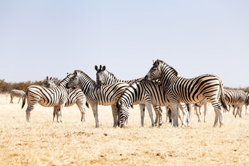 Fototapeta na wymiar group of zebras in the national park of Namibia