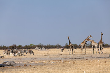 Fototapeta na wymiar żyrafy