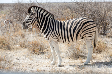 Fototapeta na wymiar zebra in the national park of Namibia