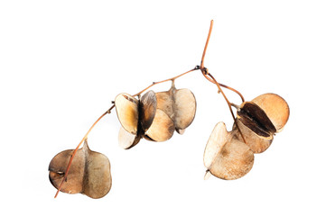 Dioscorea hispida Dennst
