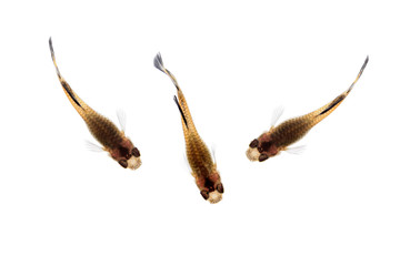 Guppy isolated on white