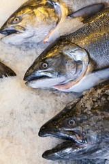 Alaskan King Salmon Fish on Ice Fishmongers Market