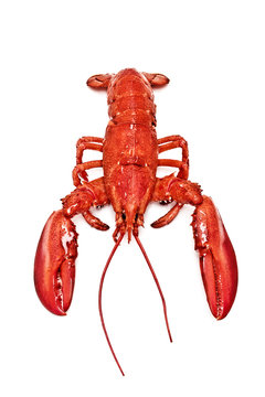 Maine Lobster isolated on white