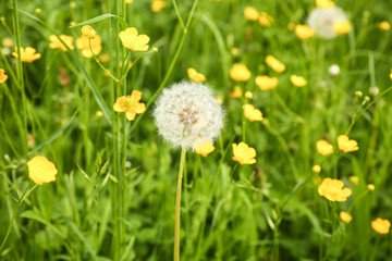 Pusteblume