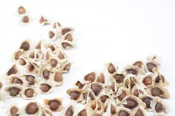 Moringa Seeds on white background