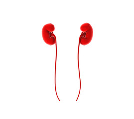 Kidney