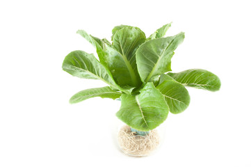 hydroponics vegetable(Green cos) on white background