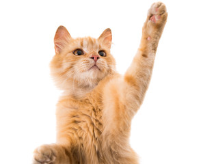 Fototapeta premium cat isolated