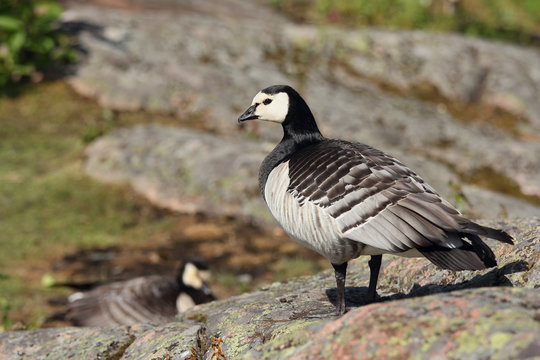 Two wild Canadian goose