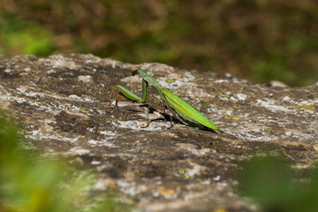 mantis religiosa
