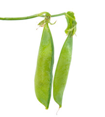 green pea pod