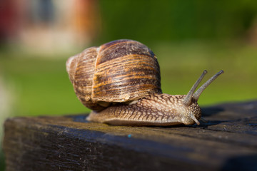 snail on the table