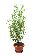 Rosemary plant in pot