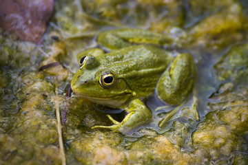 The Green Frog
