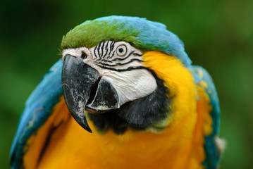 Blue and Yellow Macaw