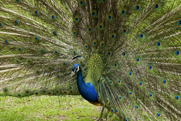 Obraz premium Beautiful blue peacock