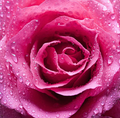 Pink rose with drops