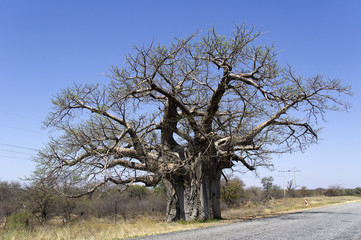 Baobab tree in South Africa