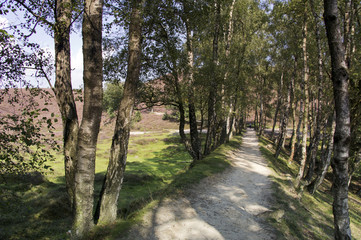 The Posbank nature reserve with heather