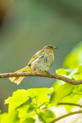 Stripe-throated bulbul bird (Pycnonotus finlaysoni)