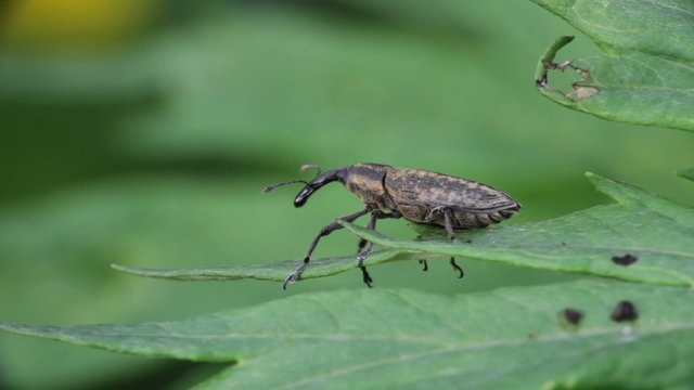 Weevil beetle