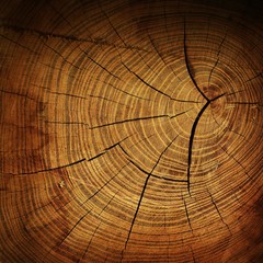 Fototapeta premium Tree stump