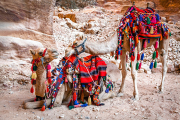 Camels in Petra