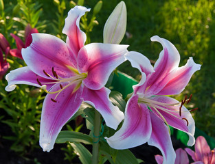 two pink lily and bud growing in the garden