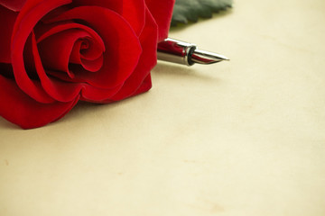 rose flower on parchment
