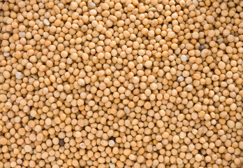 Mustard as whole background