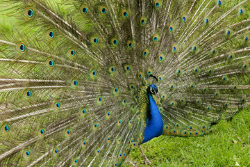 Obraz premium Beautiful blue peacock