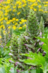 Acanthus mollis 09