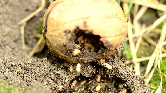 Ants save eggs