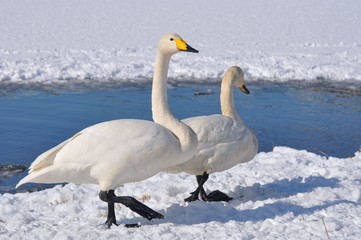 雪上を歩く白鳥