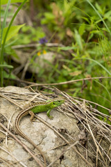 Green lizard closeup against green background