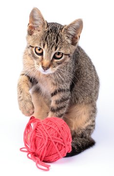 Little Cat Playing With Wool On White Background.